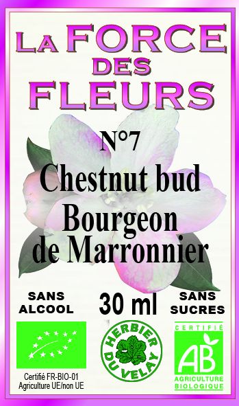 Fleur de Bach Chestnud Bud - Bourgeon de marronnier n°7