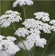 Fleur de Bach Achillée blanche-France-Phytominero