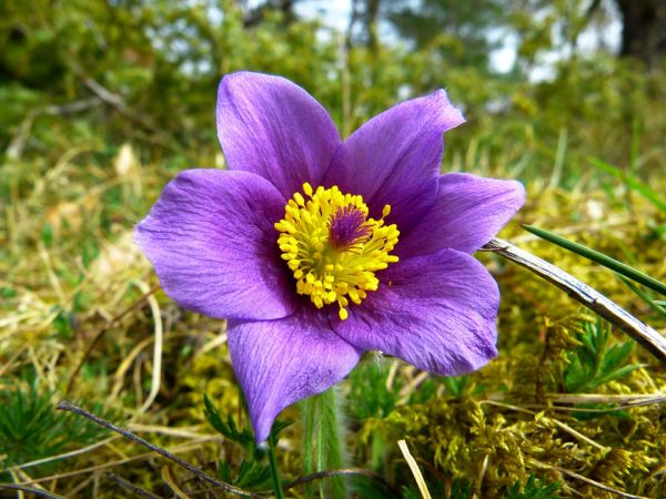 elixir-floral-anemone-france-phytominero