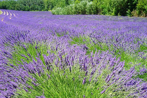 Eaux florales soins cosmétiques - Provence - AB Santé