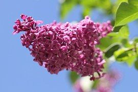elixir-floral-lilas-violet-france-phytominero